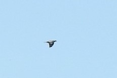 Columba palumbus