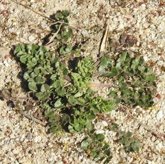 Pimpinella villosa