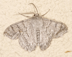 Crypsiphona tasmanica