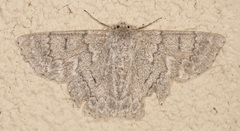 Crypsiphona tasmanica