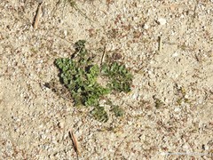 Pimpinella villosa