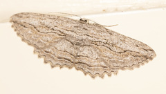 Scioglyptis loxographa