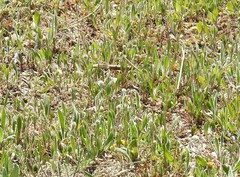 Plantago lagopus