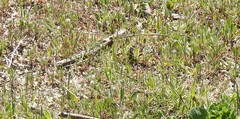 Plantago lagopus