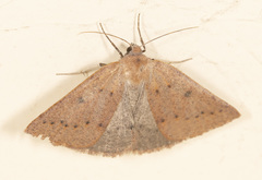 Androchela milvaria