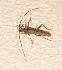 Phlyctaenodes pustulata