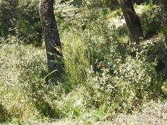 Quercus rotundifolia