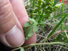 Botrychium spathulatum