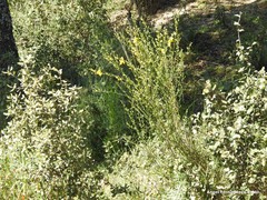 Cytisus scoparius