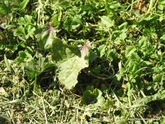 Malva sylvestris