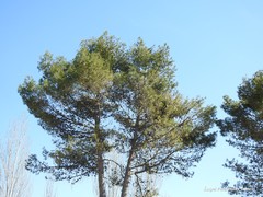 Pinus halepensis