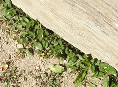 Convolvulus arvensis