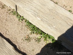 Convolvulus arvensis