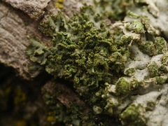 Phaeophyscia nigricans