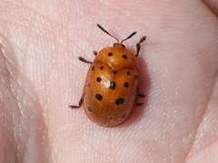 Chelymorpha phytophagica