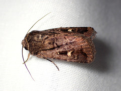 Proteuxoa microspila