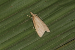 Image of Diatraea lineolata