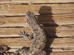 Urosaurus ornatus schottii