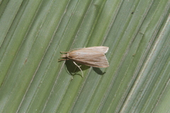 Diatraea lineolata