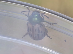 Leptinotarsa lineolata