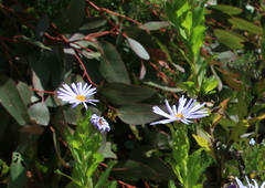 Olearia rudis