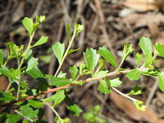 Dodonaea triangularis