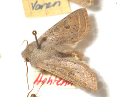 Orthosia gracilis