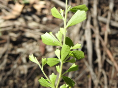 Dodonaea triangularis
