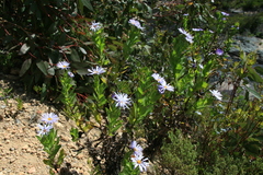 Olearia rudis