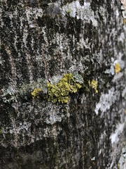 Xanthoria parietina