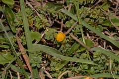 Pultenaea maritima