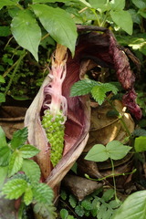 Arisaema ilanense