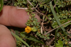 Pultenaea maritima