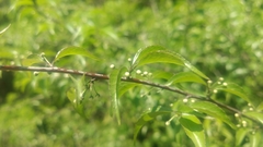 Ilex asprella