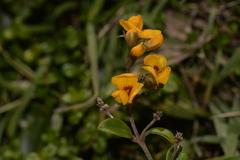 Podolobium scandens