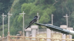 Dicrurus macrocercus