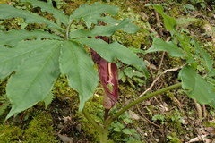 Arisaema ilanense