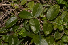 Podolobium scandens