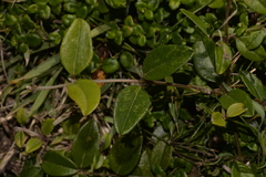Podolobium scandens