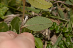Podolobium scandens