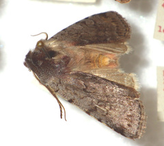 Cerastis rubricosa
