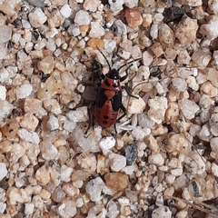 Lygaeus kalmii