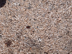 Lygaeus kalmii