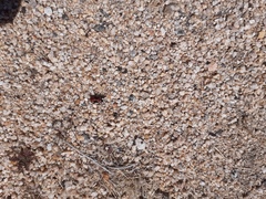 Lygaeus kalmii