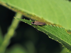 Ectobius erythronotus