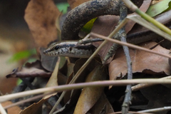 Sphenomorphus incognitus