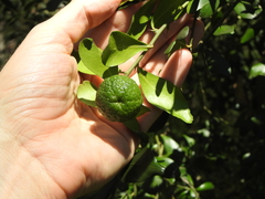 Citrus australis