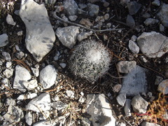 Rapicactus beguinii