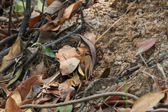 Sphenomorphus incognitus