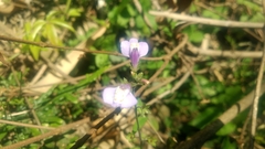 Mazus caducifer